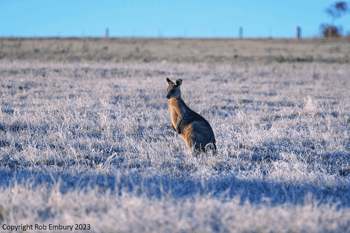 Australia-Winter-Kangaroo_Rob-Embury