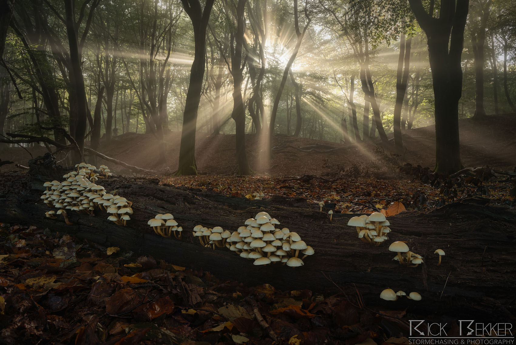 Rick-Bekker-Perfect-Morning