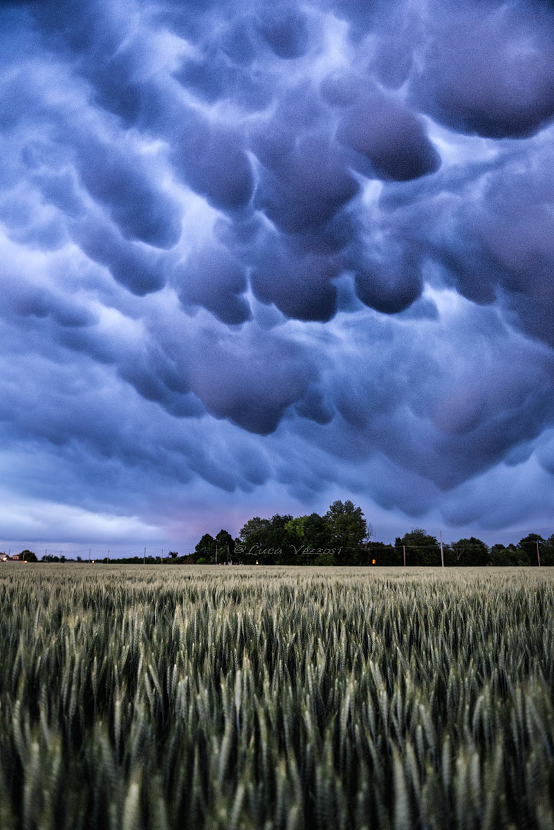luca-vezosi-mammatus