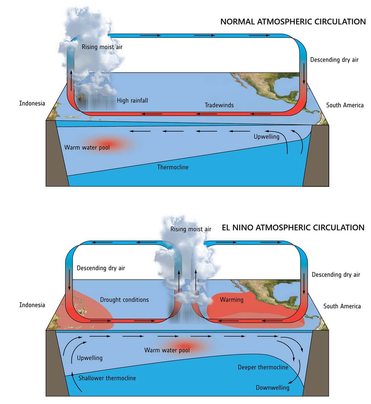 Schematic diagram of the tropical Pacific Walker Circulation and atmospheric bridge during an El Niño event