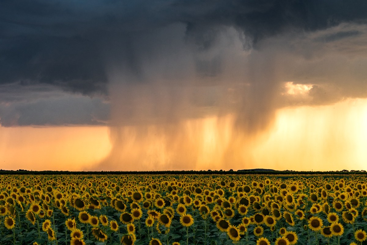 photo-contest-week-29-2021-Peter-Kovesi-microburst