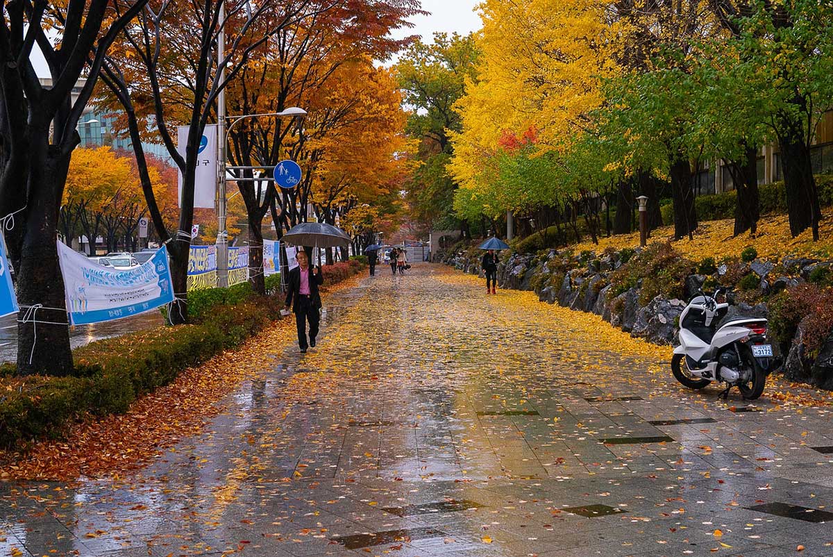 autumn_street