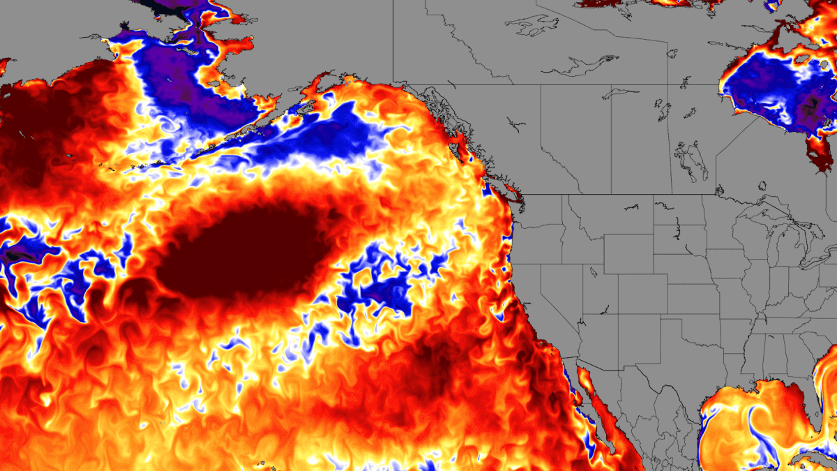 An unusual ocean anomaly is growing in the North Pacific. How did