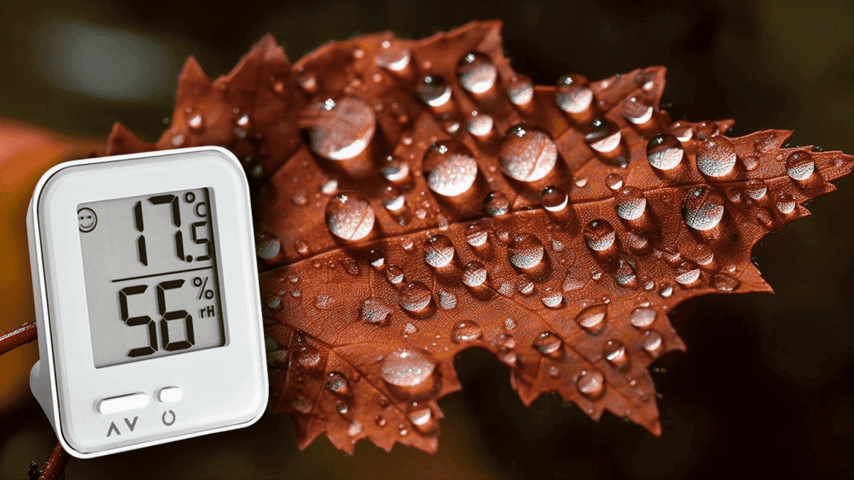 How Air Humidity Shapes Accurate Weather Forecasts.